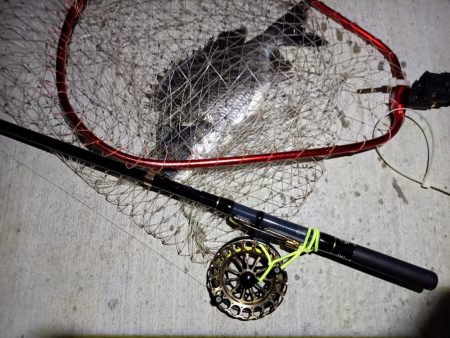 2023/06/19 南港ヘチ釣り釣行