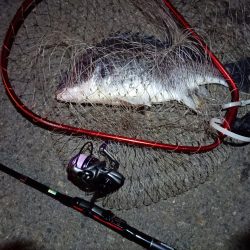 2023/06/20 南港ライトゲーム釣行