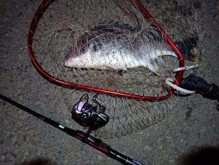 2023/06/20 南港ライトゲーム釣行