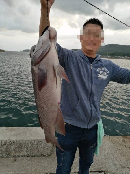 爆風の前にコブダイ！