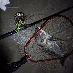 2023/06/22 南港ヘチ釣り釣行