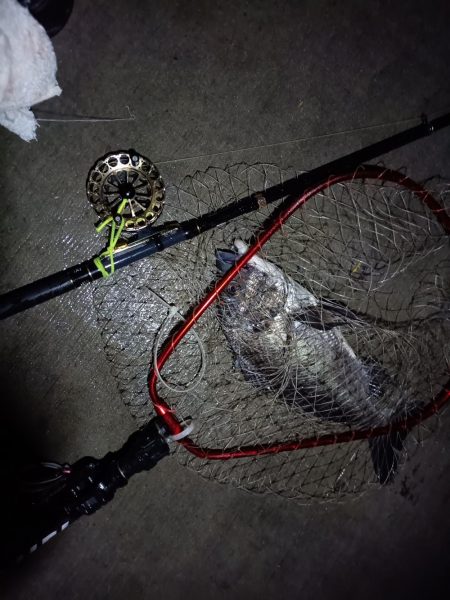 2023/06/22 南港ヘチ釣り釣行