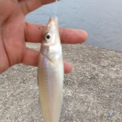 播磨新島のキス釣査