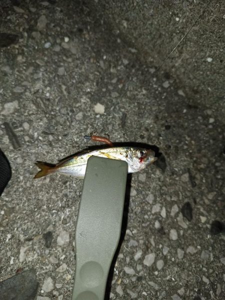 豆でも嬉しい釣果です