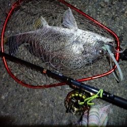 2023/06/23 南港ヘチ釣り釣行