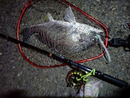 2023/06/23 南港ヘチ釣り釣行