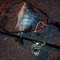 2023/06/25 南港ヘチ釣り釣行