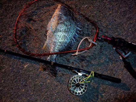 2023/06/25 南港ヘチ釣り釣行