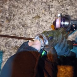 2023/06/26 南港ライトゲーム釣行