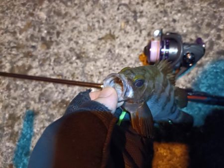 2023/06/26 南港ライトゲーム釣行