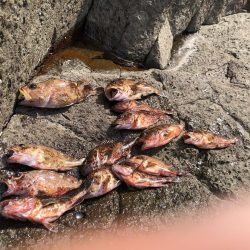 またガシラです。