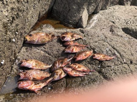 またガシラです。