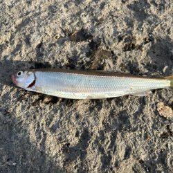小樽港での投げ釣りとサビキ釣り!!!