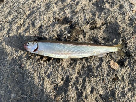 小樽港での投げ釣りとサビキ釣り!!!