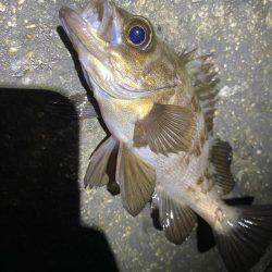 エギング釣れないのでメバル