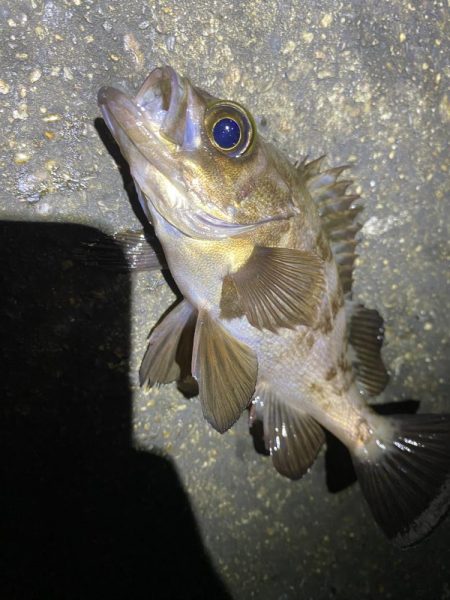 エギング釣れないのでメバル