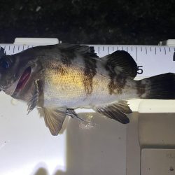 渋いけど嬉しい釣果とアジ調査