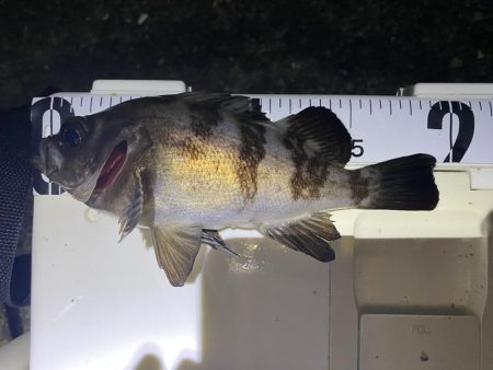 渋いけど嬉しい釣果とアジ調査