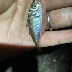 夜な夜な豆アジ乱舞‼️