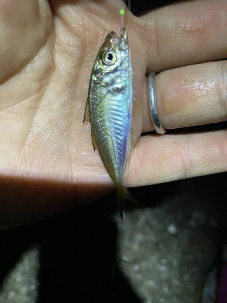 夜な夜な豆アジ乱舞‼…