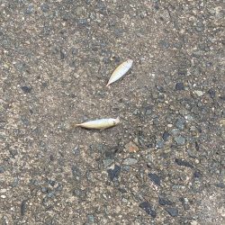 ドーピングおじさん