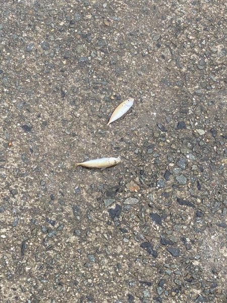 ドーピングおじさん