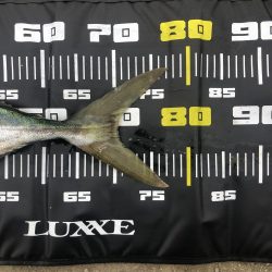 久しぶりのメジロ