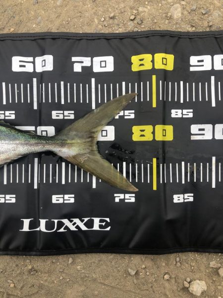 久しぶりのメジロ