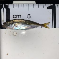 価値ある1匹とガシラッシュ