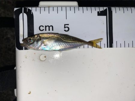 価値ある1匹とガシラッシュ