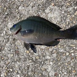 グレ狙い＆ファミリーフィッシング