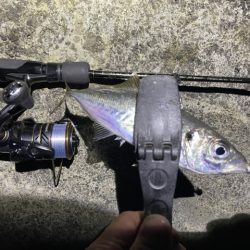 2023 佐渡ヶ島 ライトゲーム 6月21日