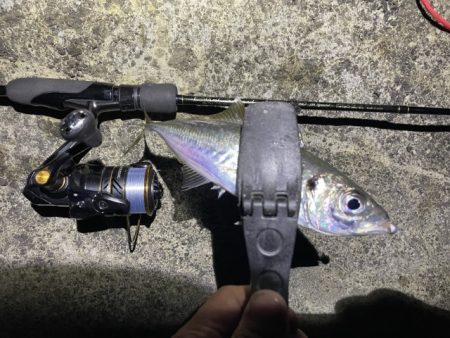 2023 佐渡ヶ島 ライトゲーム 6月21日