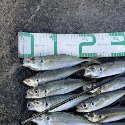 2023 佐渡ヶ島 ライトゲーム 6月24日