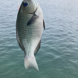 ファミリーフィッシングで7目