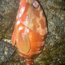 ケンカ別れ後のアカハタ