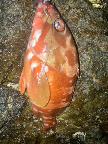 ケンカ別れ後のアカハタ