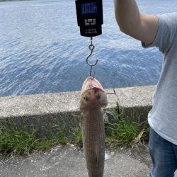 サゴシ釣りの予定が〜