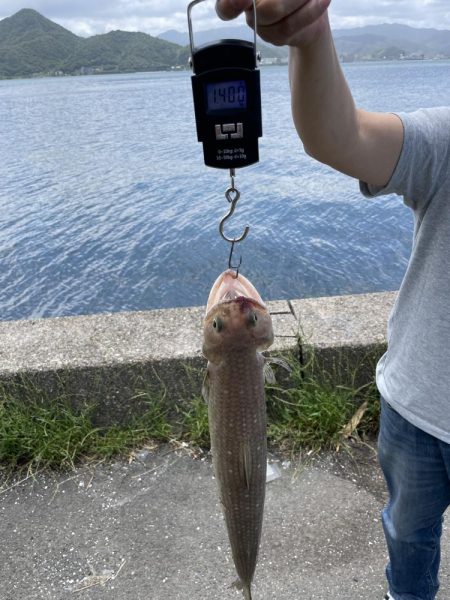 サゴシ釣りの予定が〜