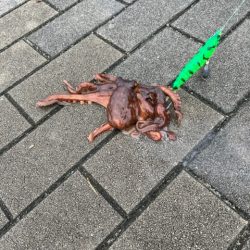 タコ釣り