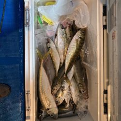 白イカ&アジ釣り