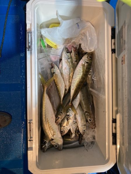 白イカ&アジ釣り