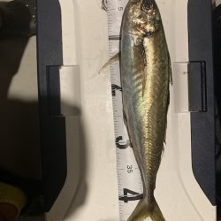 イカ&アジ&サバー