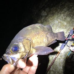 満月大潮でも釣れますね！