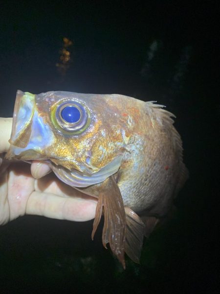 最終メバリング