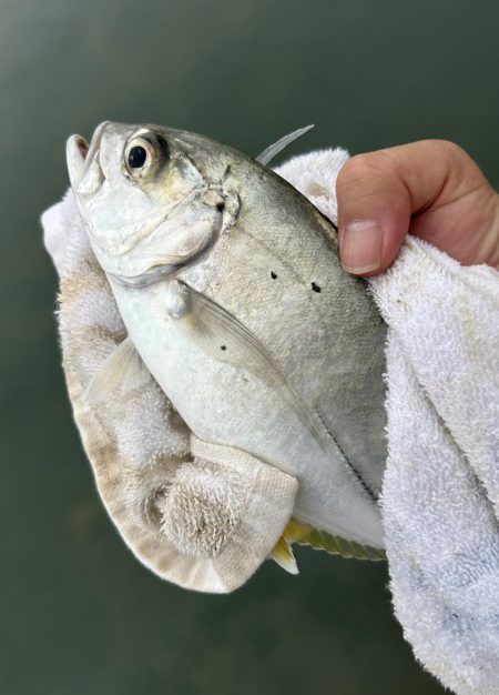 マイクロガシラとアナハゼとでかメッキ