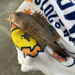 やっとマシガッシー!