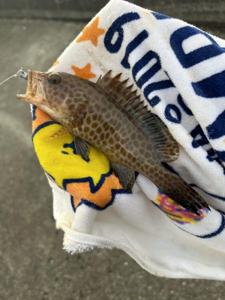 やっとマシガッシー!