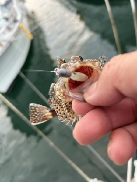 ガッシーは裏切らない！