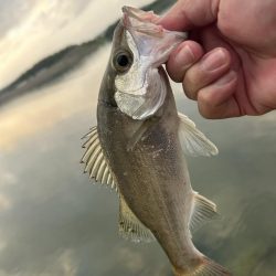 チヌポでキビレがセイゴに変わった